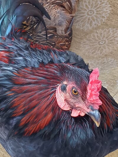 20211101_151602_HDR.jpg