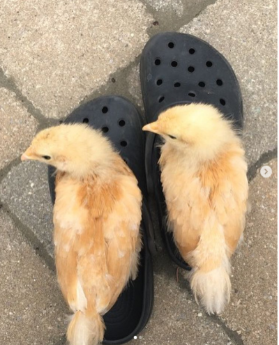 babies in crocs.PNG