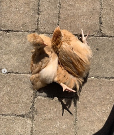 babies sunbathing.PNG