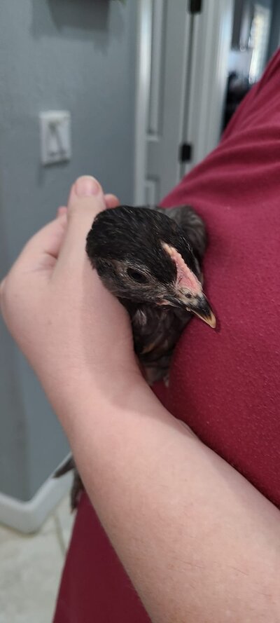 chicken 1 pic 2.jpeg