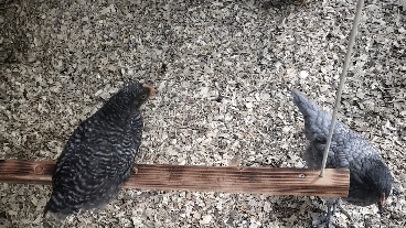 20211111_101452.gif