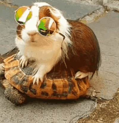 9D1B371E-192A-4845-A7AE-183AA522D44D.gif