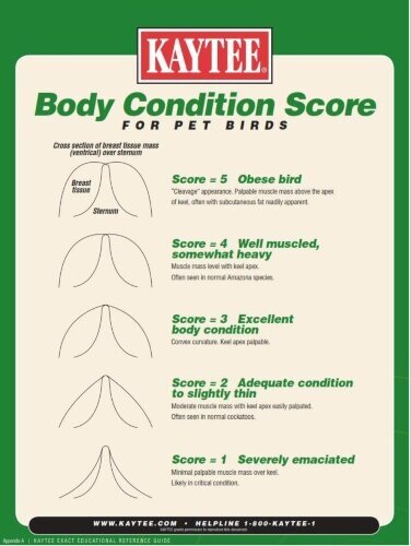Kaytee_BMI-bird-body-condition-score-resized.jpg