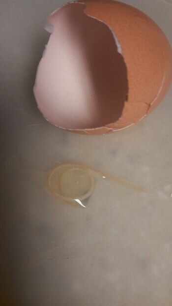 roundworm from inside shell.jpg