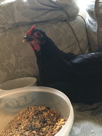 image.jpg