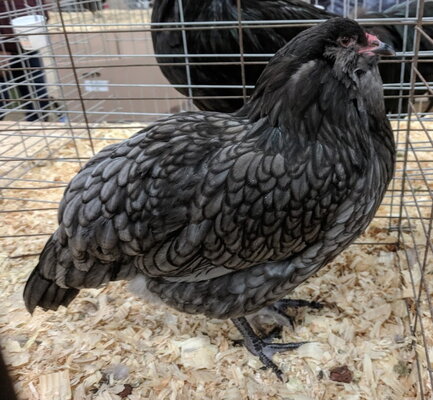 Ameraucana bantam, blue female.jpg