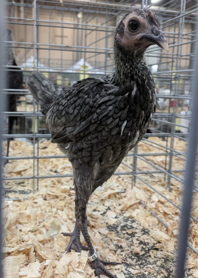Modern game bantam, blue silver female.jpg