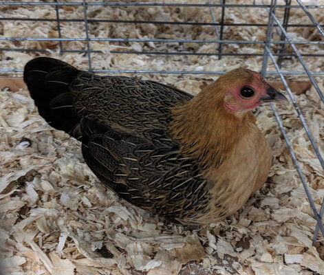 OEGB, ginger red female.jpg
