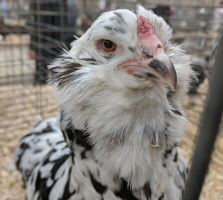 Ameraucana, erminette female close up.jpg