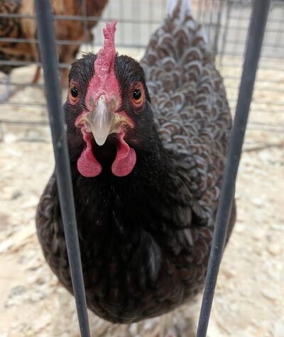 Barnevelder, blue female.jpg