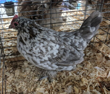 d'Uccle, blue mottled female.jpg