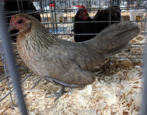 Dutch bantam, blue cream light brown.jpg