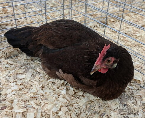 Leghorn, black tailed red female.jpg