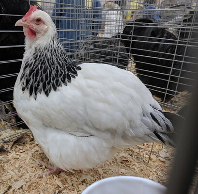 Sussex, light female.jpg