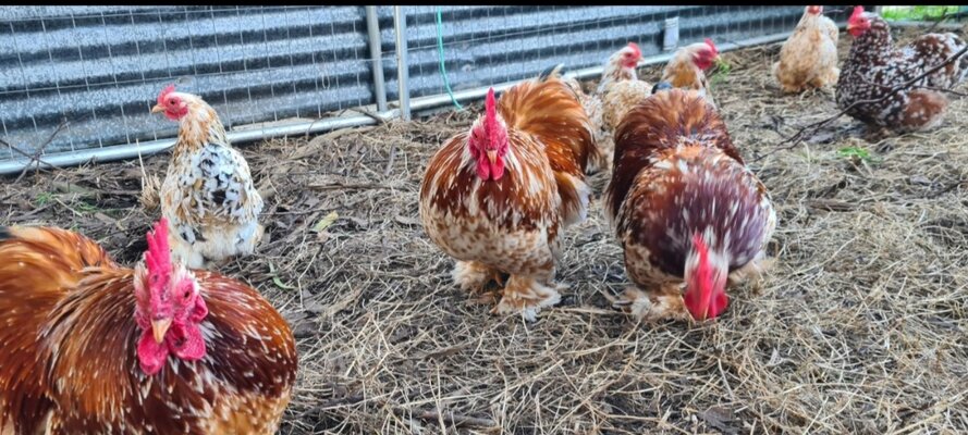 Screenshot_20211117-132440_Trade Me.jpg