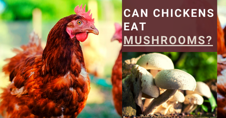 Can Chickens Eat Mushrooms? All You Need To Know