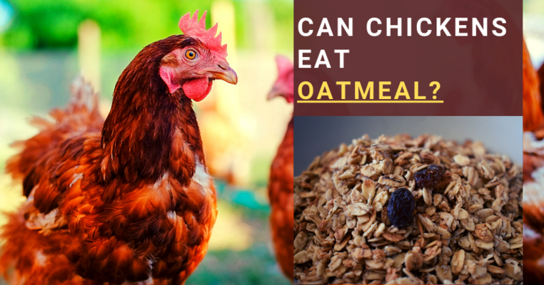 Can Chickens Eat Oats/Oatmeal? All You Need To Know