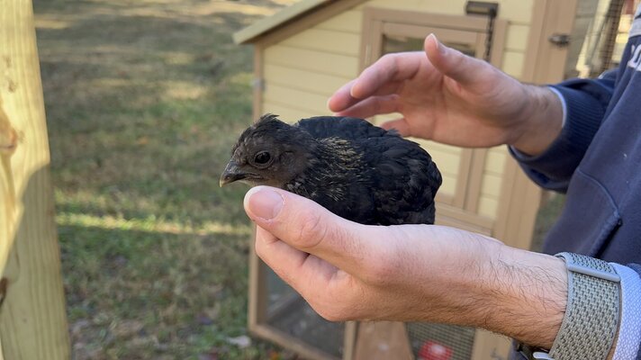 Bird1_1.JPG