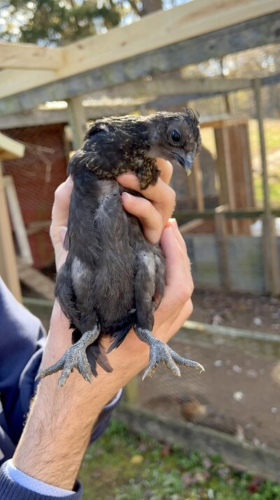 Bird1_2.jpg