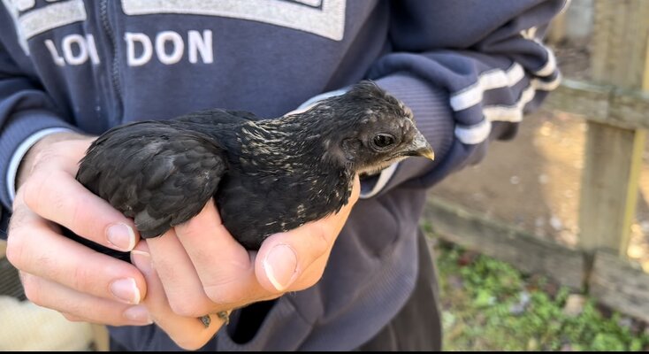 Bird1_3.jpg
