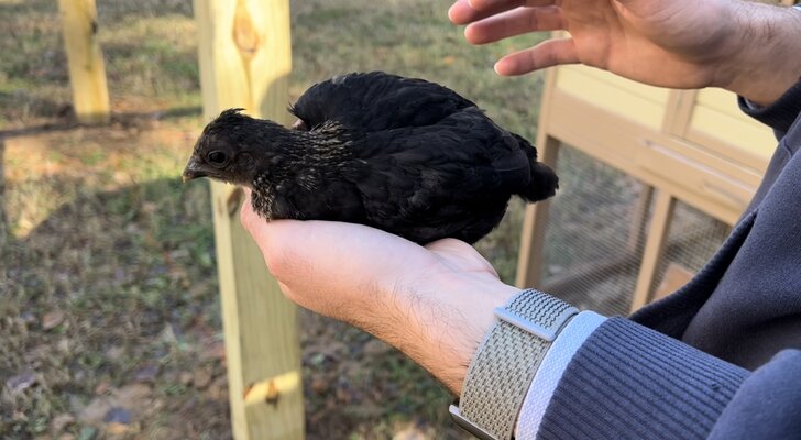 Bird1_4.jpg