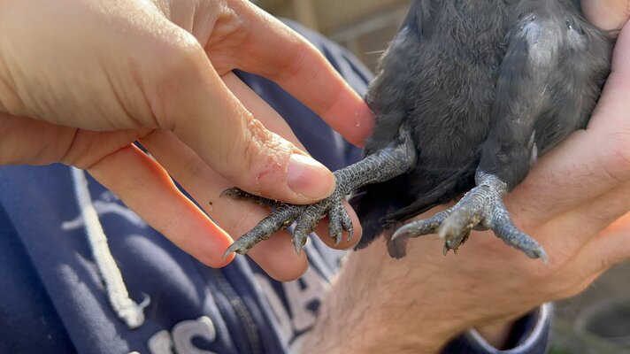 Bird1_6.JPG
