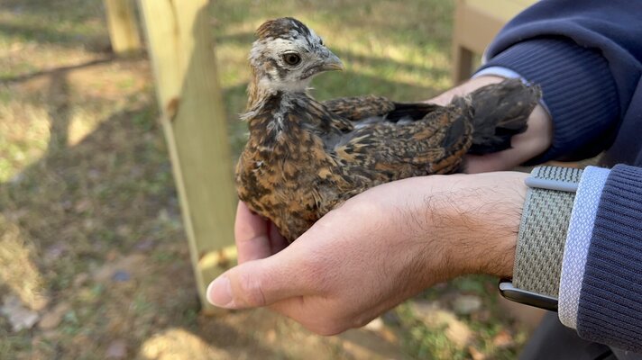 Bird2_3.JPG
