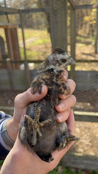 Bird2_4.JPG