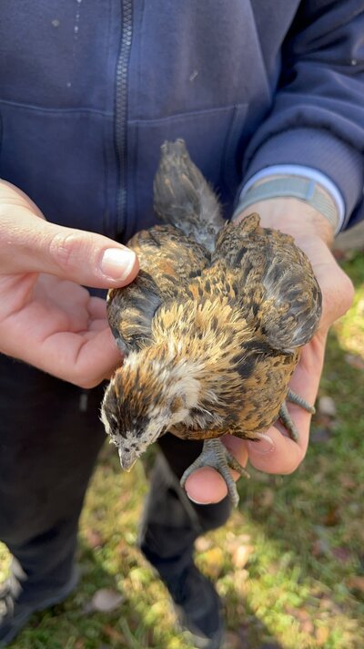 Bird2_5.JPG