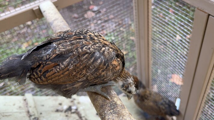 Bird2_8.JPG