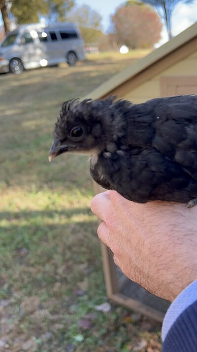 Bird3.JPG