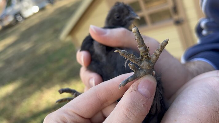 Bird3_2.JPG