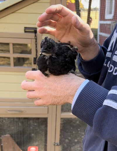 Bird3_3.jpg