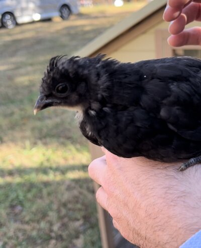 Bird3_4.jpg