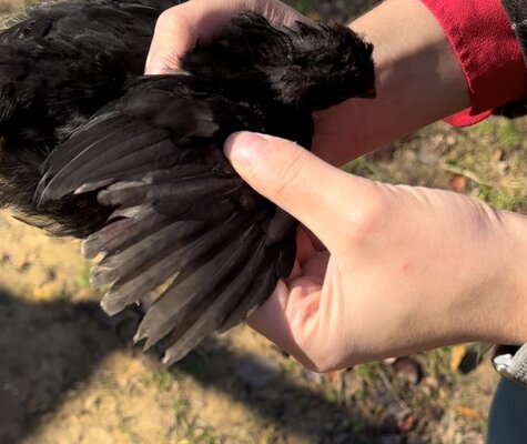 Bird3_7.jpg