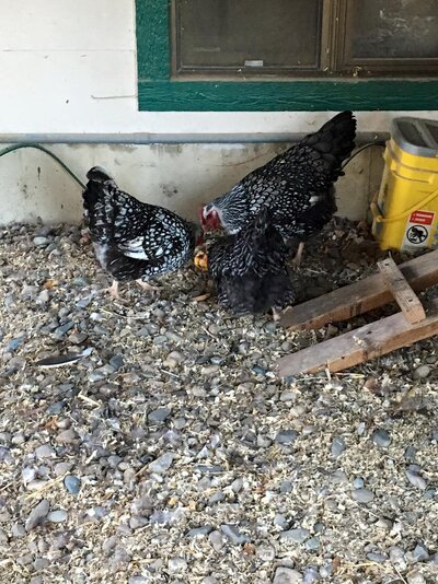 Gerty, Henri, and Clyde.jpg