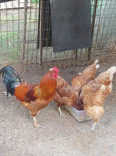 Chewy with his Girls.jpg