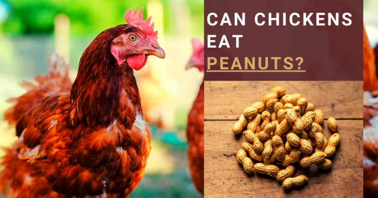 Can Chickens Eat Peanuts? All You Need To Know
