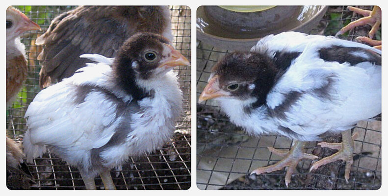 chick with black down grows white feathers feb 27 2015.jpg