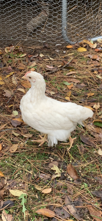 white rooster.PNG