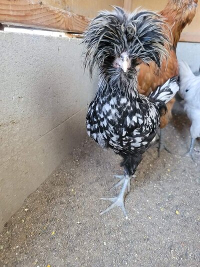 received_446207070443859.jpeg