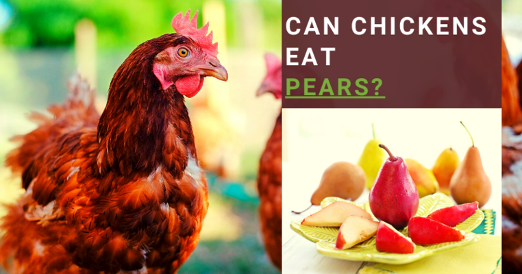 Can Chickens Eat Pears? All You Need To Know