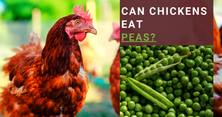 Can Chickens Eat Peas? All You Need To Know