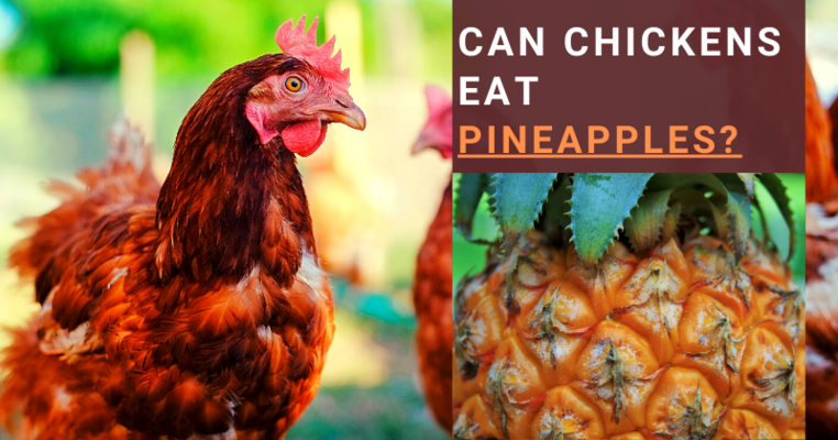 Can Chickens Eat Pineapples? All You Need To Know