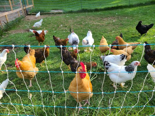 flock_in_pasture.jpg