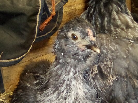 Chick-1-at-6-weeks.jpg
