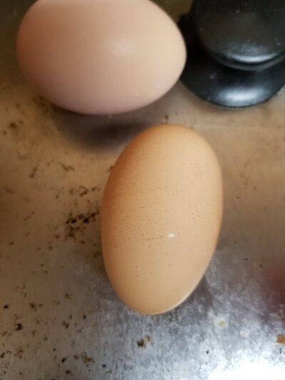 egg2.jpg