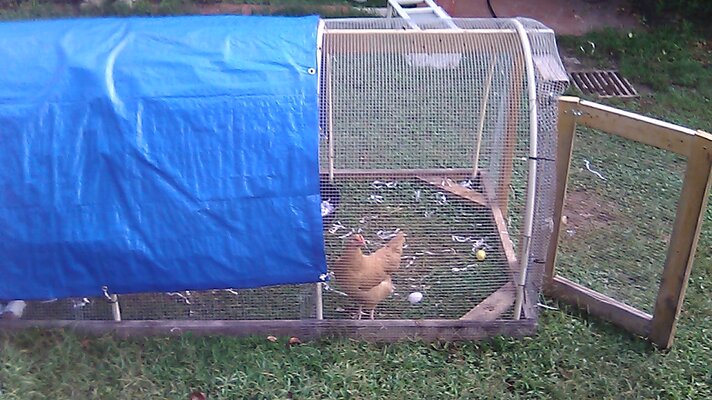 Chicken Coop Ventilation