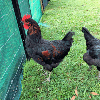 Roosters02.gif