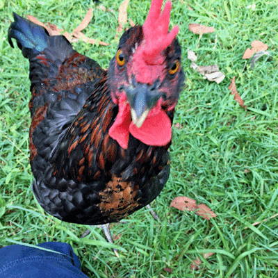 Roosters03.gif